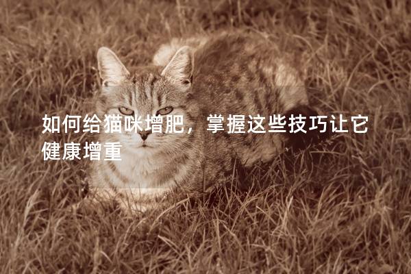 如何给猫咪增肥，掌握这些技巧让它健康增重