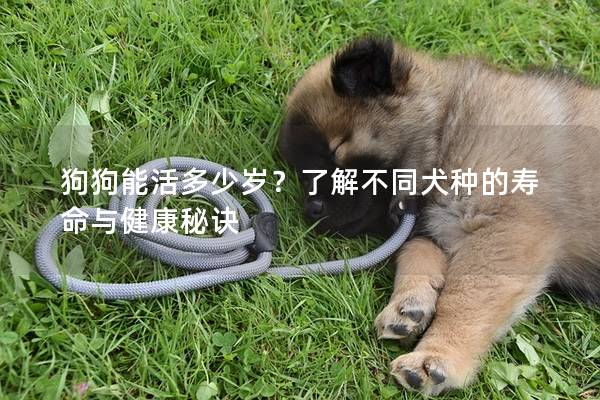 狗狗能活多少岁？了解不同犬种的寿命与健康秘诀