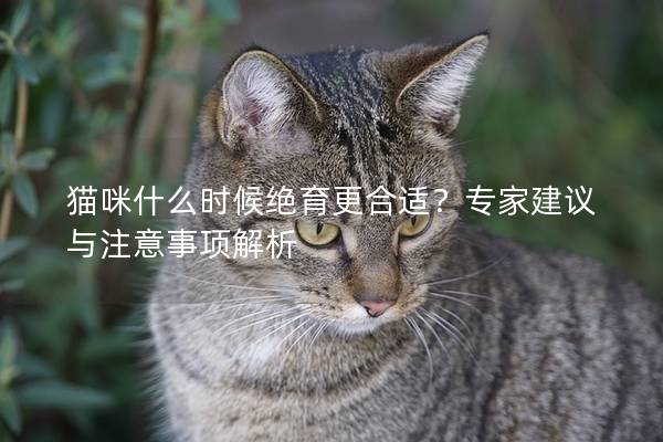 猫咪什么时候绝育更合适？专家建议与注意事项解析