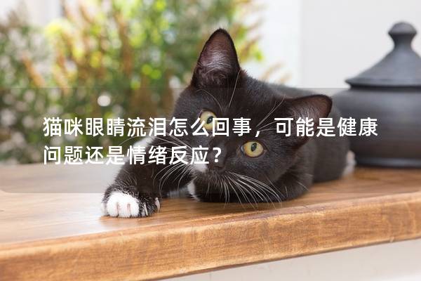 猫咪眼睛流泪怎么回事，可能是健康问题还是情绪反应？