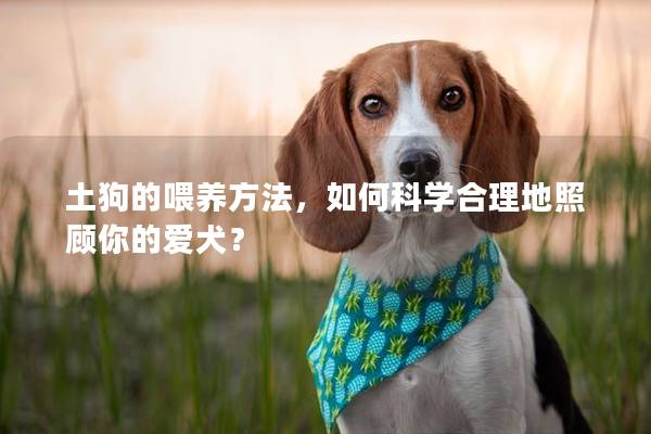 土狗的喂养方法，如何科学合理地照顾你的爱犬？