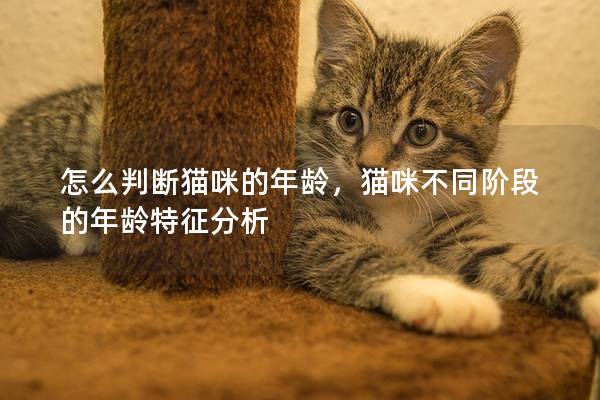 怎么判断猫咪的年龄，猫咪不同阶段的年龄特征分析