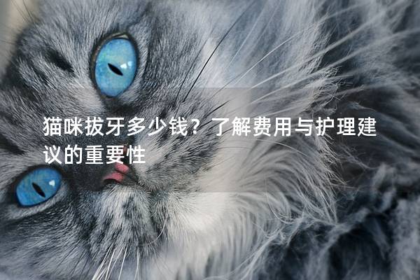 猫咪拔牙多少钱？了解费用与护理建议的重要性