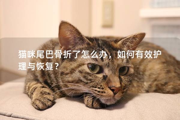 猫咪尾巴骨折了怎么办，如何有效护理与恢复？