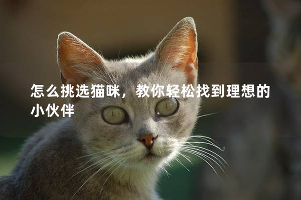 怎么挑选猫咪，教你轻松找到理想的小伙伴