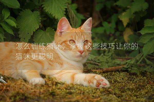 怎么训练猫咪，掌握这些技巧让你的猫咪更聪明