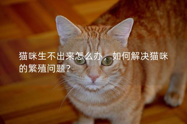 猫咪生不出来怎么办，如何解决猫咪的繁殖问题？