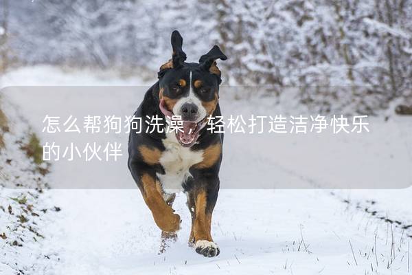 怎么帮狗狗洗澡，轻松打造洁净快乐的小伙伴