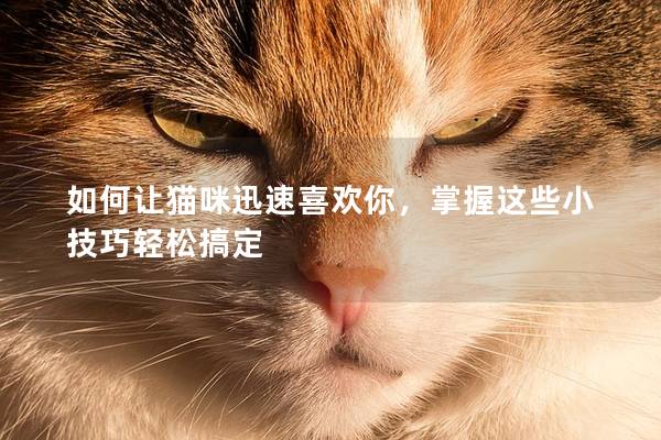 如何让猫咪迅速喜欢你，掌握这些小技巧轻松搞定