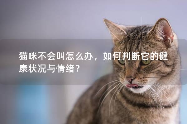 猫咪不会叫怎么办，如何判断它的健康状况与情绪？