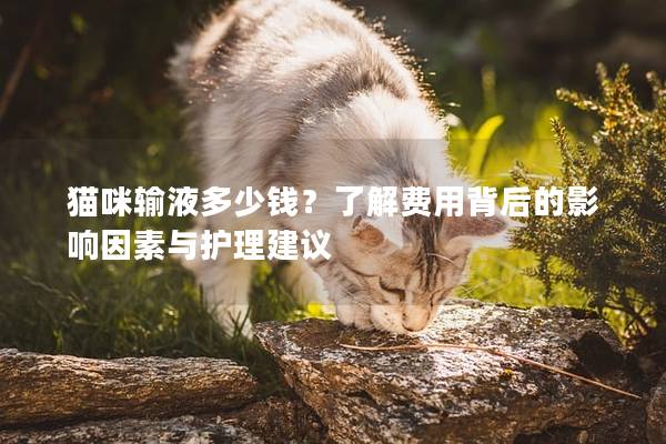 猫咪输液多少钱？了解费用背后的影响因素与护理建议