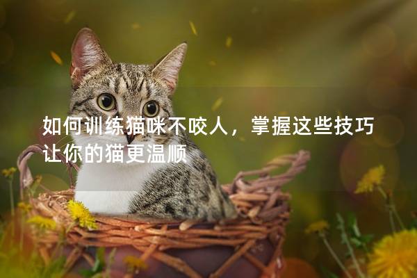 如何训练猫咪不咬人，掌握这些技巧让你的猫更温顺