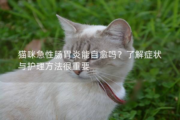 猫咪急性肠胃炎能自愈吗？了解症状与护理方法很重要