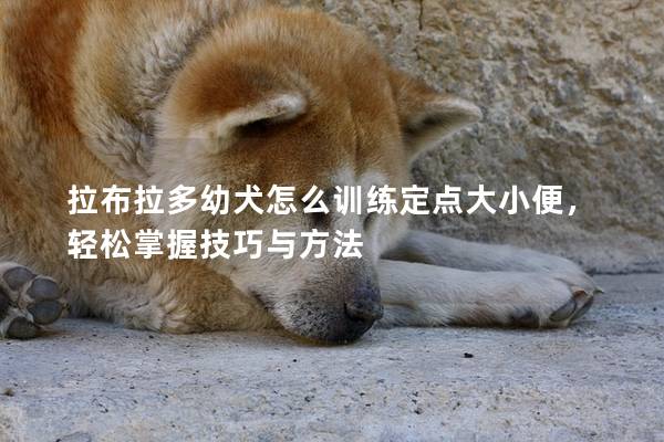 拉布拉多幼犬怎么训练定点大小便，轻松掌握技巧与方法