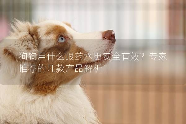 狗狗用什么眼药水更安全有效？专家推荐的几款产品解析