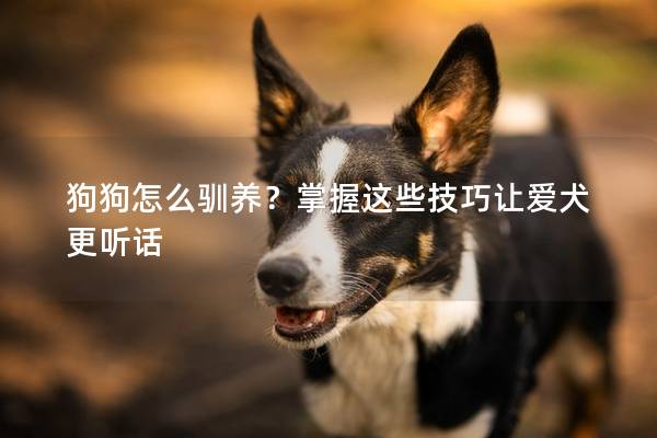 狗狗怎么驯养？掌握这些技巧让爱犬更听话