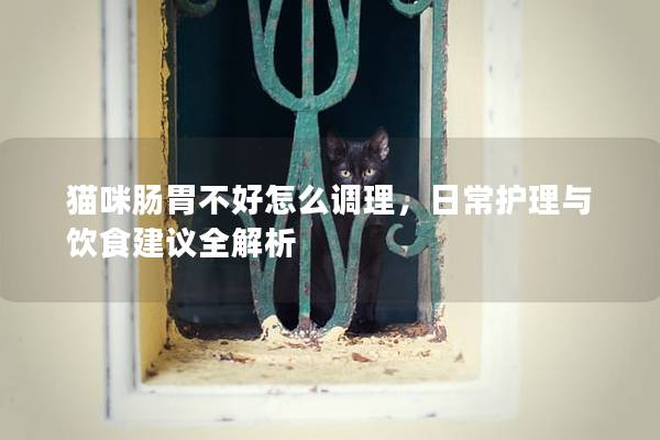 猫咪肠胃不好怎么调理，日常护理与饮食建议全解析