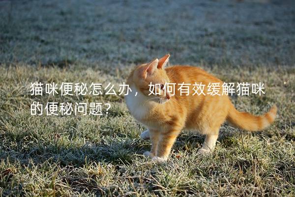 猫咪便秘怎么办，如何有效缓解猫咪的便秘问题？