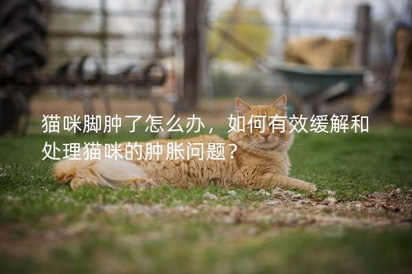 猫咪脚肿了怎么办，如何有效缓解和处理猫咪的肿胀问题？