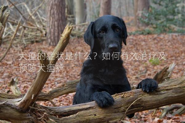 犬瘟的症状是什么？如何有效治疗及预防犬瘟病