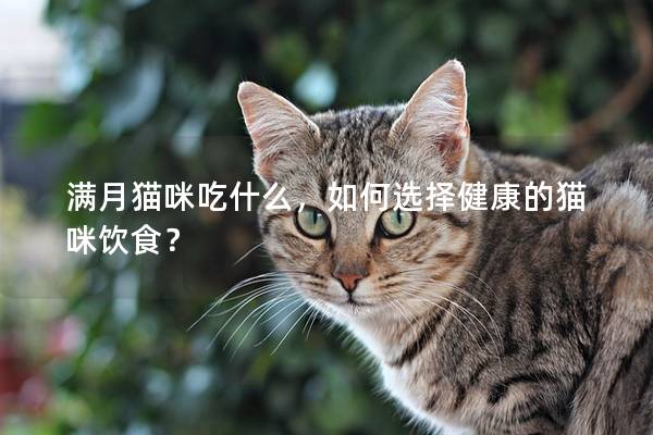 满月猫咪吃什么，如何选择健康的猫咪饮食？