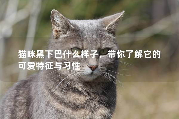 猫咪黑下巴什么样子，带你了解它的可爱特征与习性