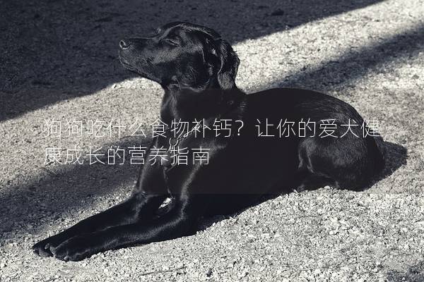 狗狗吃什么食物补钙？让你的爱犬健康成长的营养指南