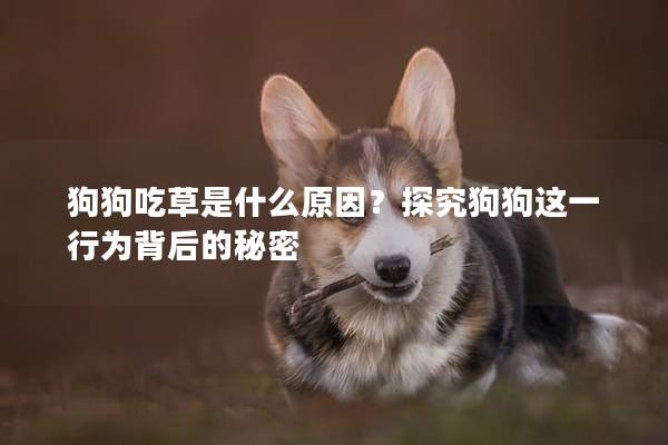 狗狗吃草是什么原因？探究狗狗这一行为背后的秘密