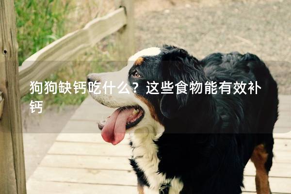 狗狗缺钙吃什么？这些食物能有效补钙