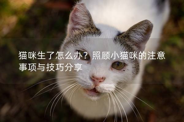 猫咪生了怎么办？照顾小猫咪的注意事项与技巧分享