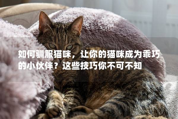 如何驯服猫咪，让你的猫咪成为乖巧的小伙伴？这些技巧你不可不知