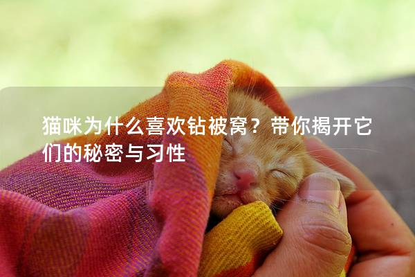 猫咪为什么喜欢钻被窝？带你揭开它们的秘密与习性