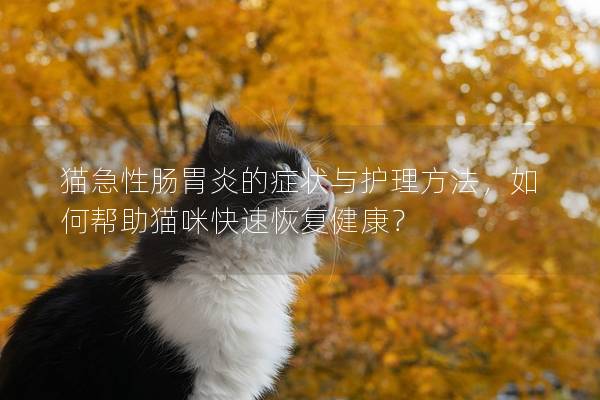 猫急性肠胃炎的症状与护理方法，如何帮助猫咪快速恢复健康？