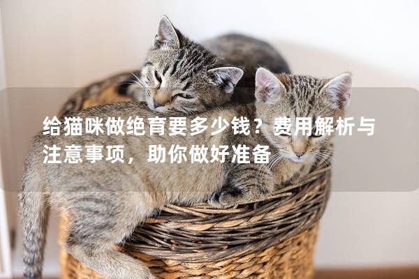 给猫咪做绝育要多少钱？费用解析与注意事项，助你做好准备