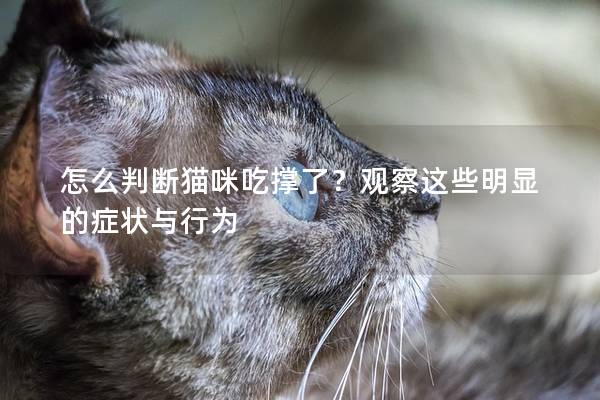 怎么判断猫咪吃撑了？观察这些明显的症状与行为