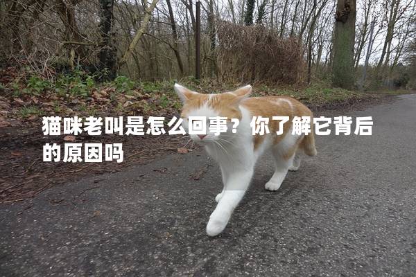 猫咪老叫是怎么回事？你了解它背后的原因吗