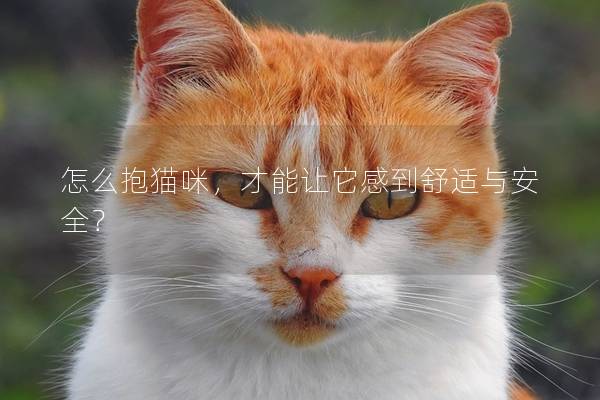 怎么抱猫咪，才能让它感到舒适与安全？