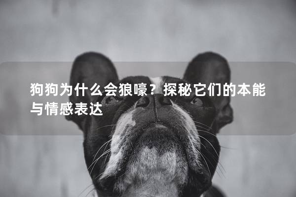 狗狗为什么会狼嚎？探秘它们的本能与情感表达