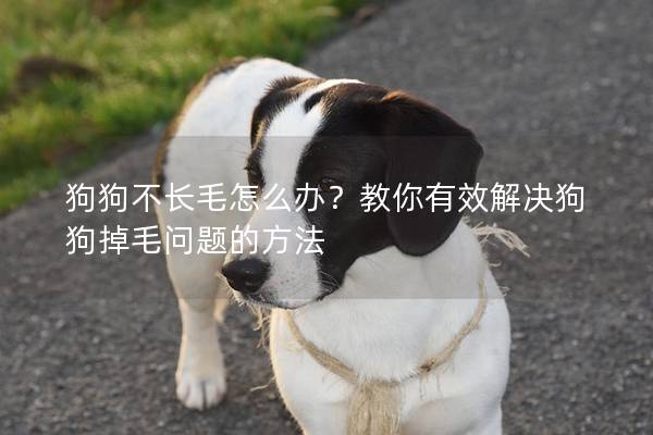 狗狗不长毛怎么办？教你有效解决狗狗掉毛问题的方法