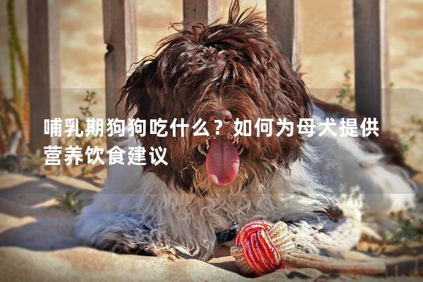 哺乳期狗狗吃什么？如何为母犬提供营养饮食建议