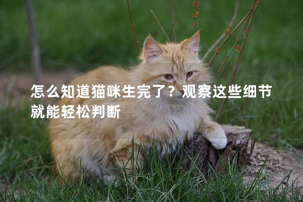 怎么知道猫咪生完了？观察这些细节就能轻松判断