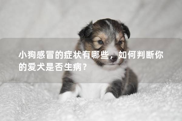 小狗感冒的症状有哪些，如何判断你的爱犬是否生病？