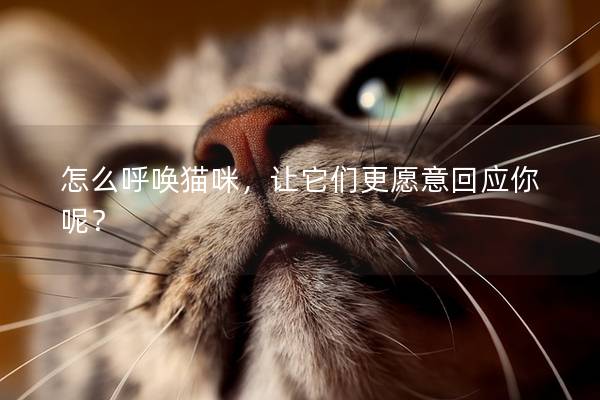 怎么呼唤猫咪，让它们更愿意回应你呢？