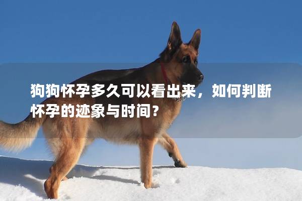 狗狗怀孕多久可以看出来，如何判断怀孕的迹象与时间？