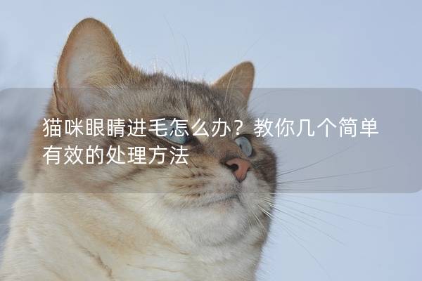 猫咪眼睛进毛怎么办？教你几个简单有效的处理方法