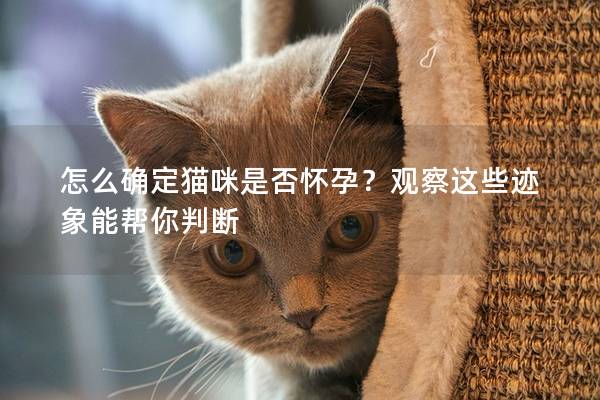 怎么确定猫咪是否怀孕？观察这些迹象能帮你判断