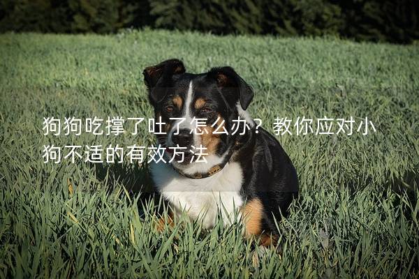 狗狗吃撑了吐了怎么办？教你应对小狗不适的有效方法