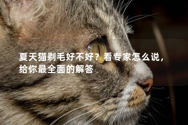 夏天猫剃毛好不好？看专家怎么说，给你最全面的解答