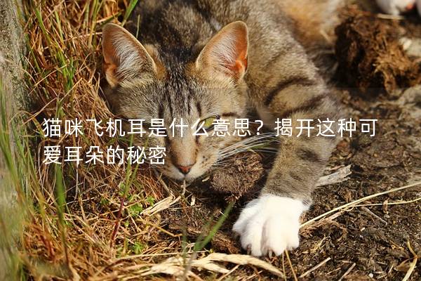 猫咪飞机耳是什么意思？揭开这种可爱耳朵的秘密