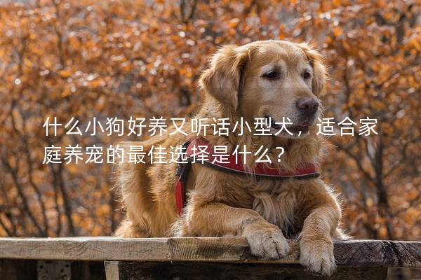 什么小狗好养又听话小型犬，适合家庭养宠的最佳选择是什么？